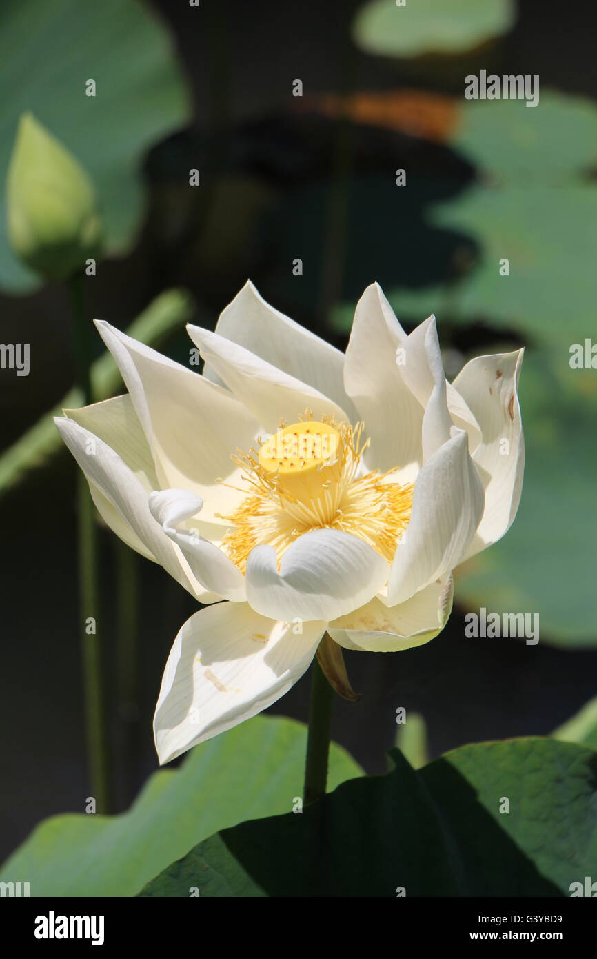 Indian Lotus Flower at Sir Seewoosagur Ramgoolam Botanical Gardens Stock Photo