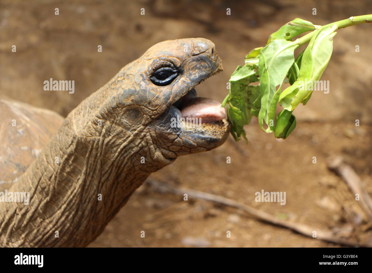 Tortoise at La Vanille Nature Park Mauritius Stock Photo - Alamy