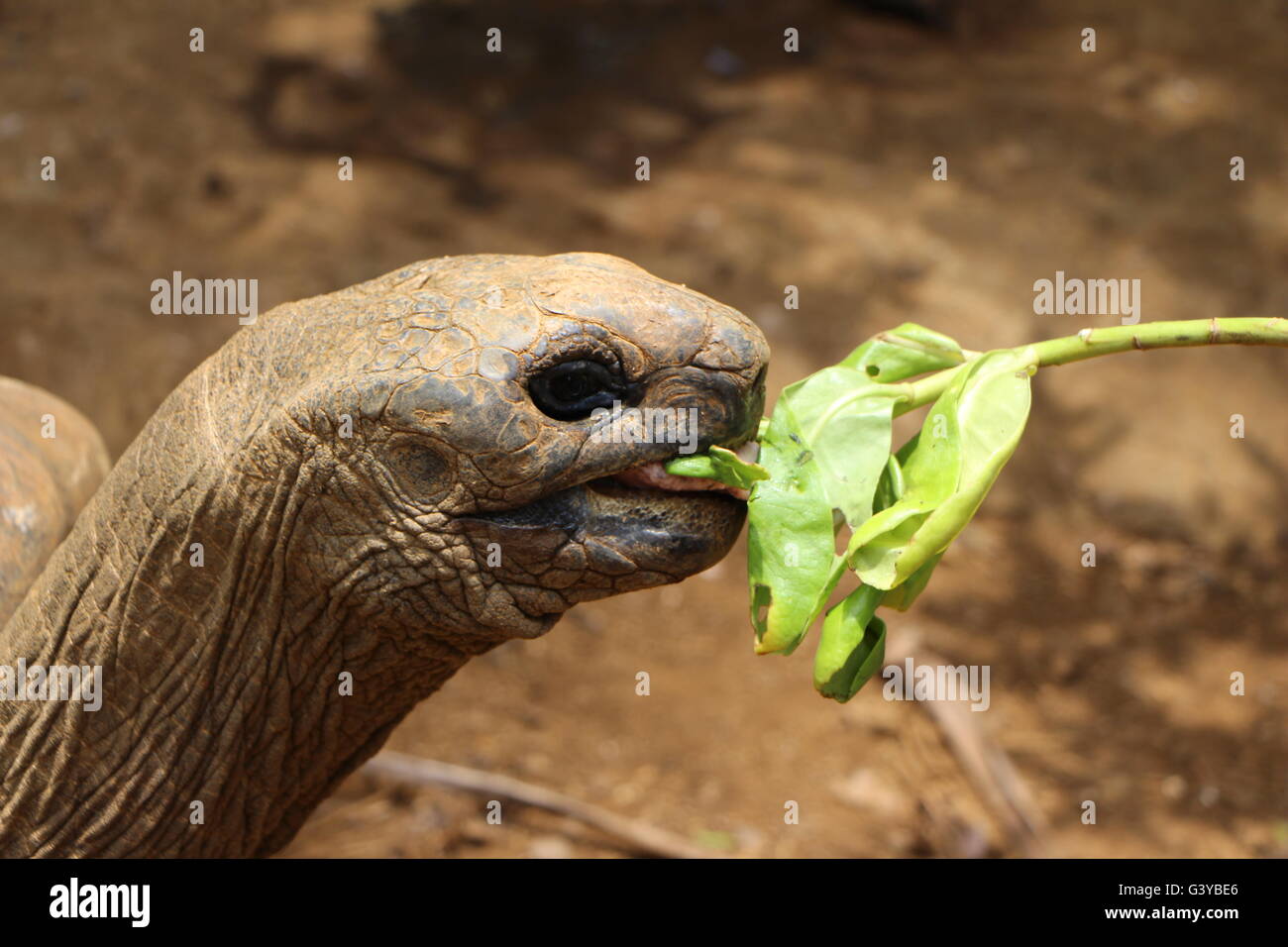 Tortoise at La Vanille Nature Park Mauritius Stock Photo - Alamy