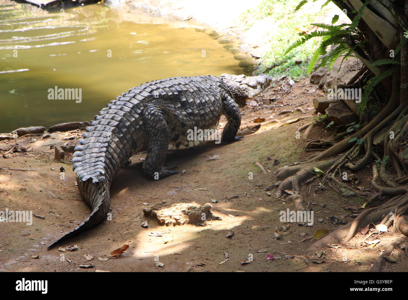 Crocodile at La Vanille Nature Park Mauritius Photo - Alamy
