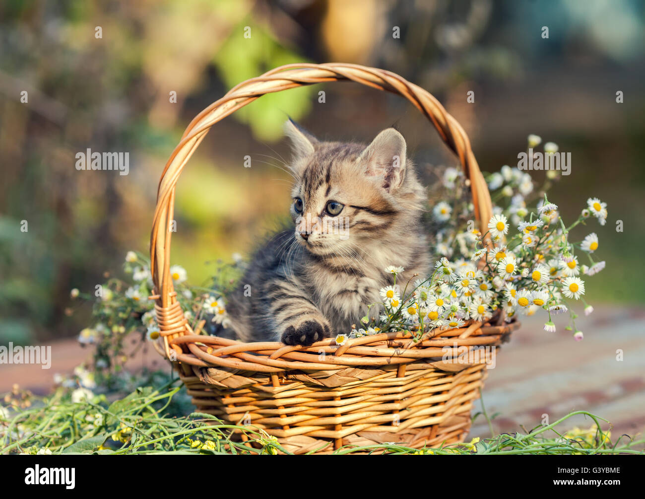 Little kitten sitting in the basket with flowers in the garden Stock ...