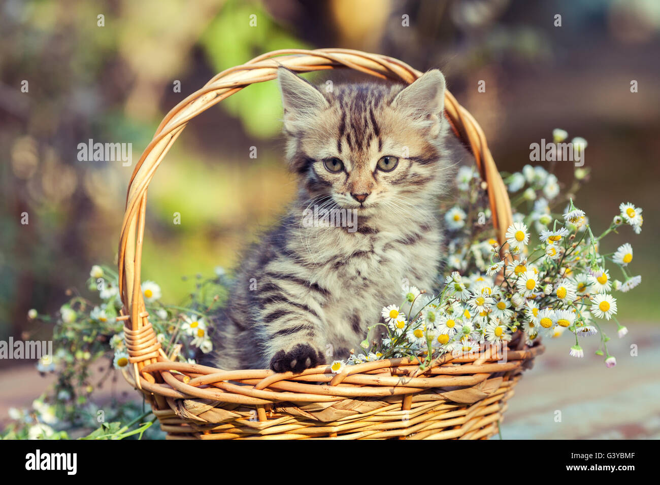 Little kitten sitting in the basket with flowers in the garden Stock ...