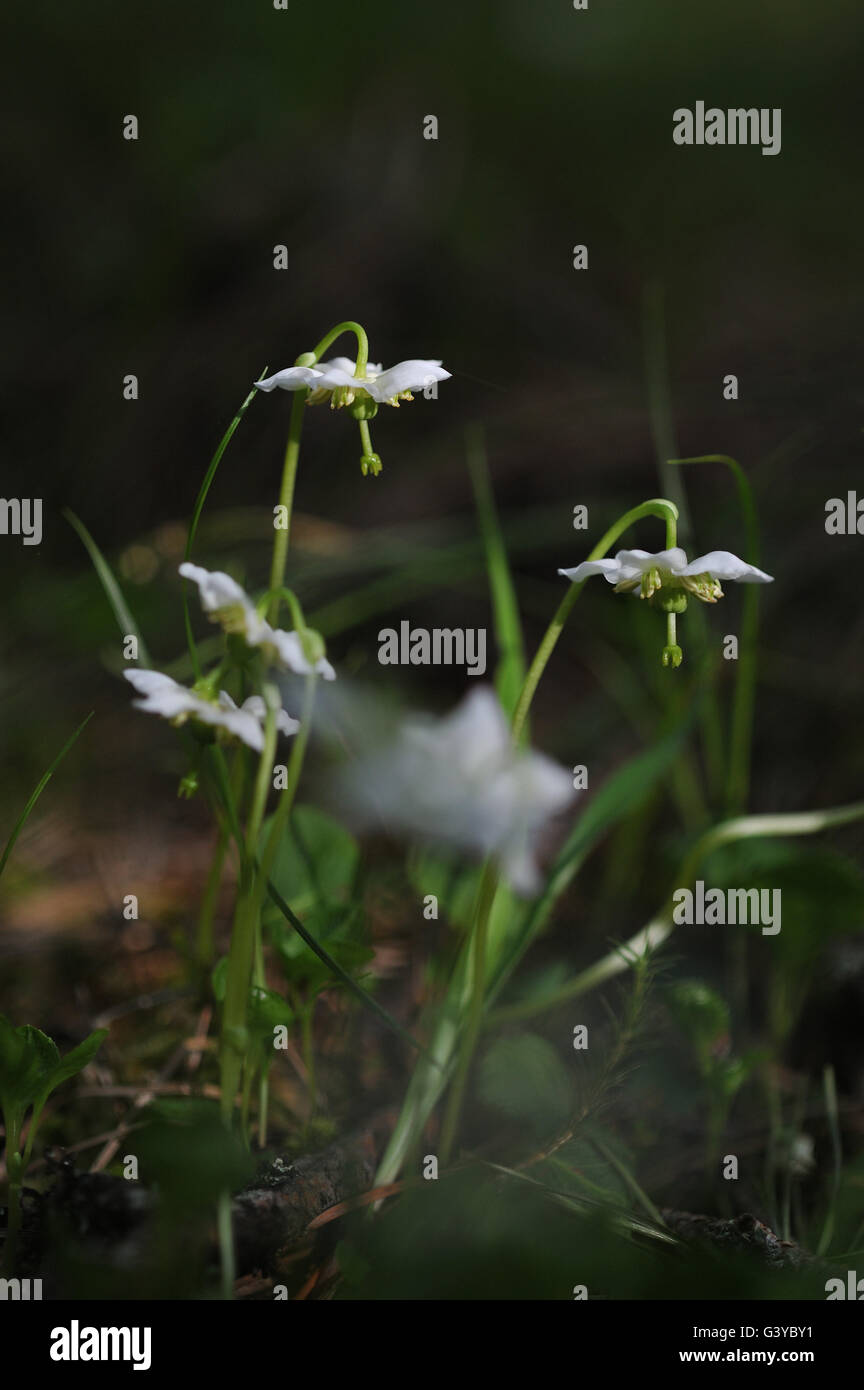 Close up of moneses uniflora flower in beginning of summer in forest.. Stock Photo
