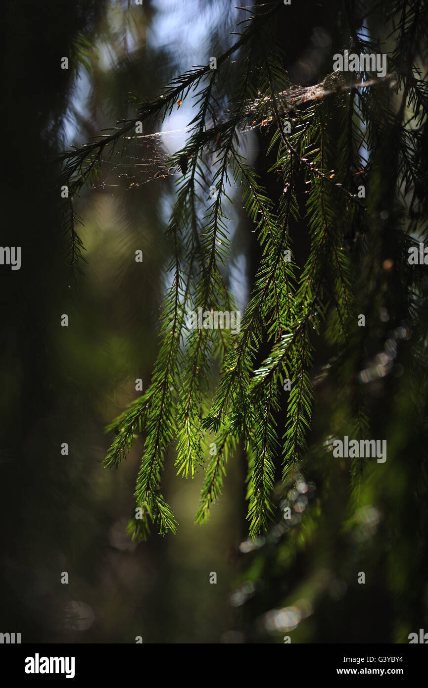 Bright fir tree green branch hi-res stock photography and images - Alamy