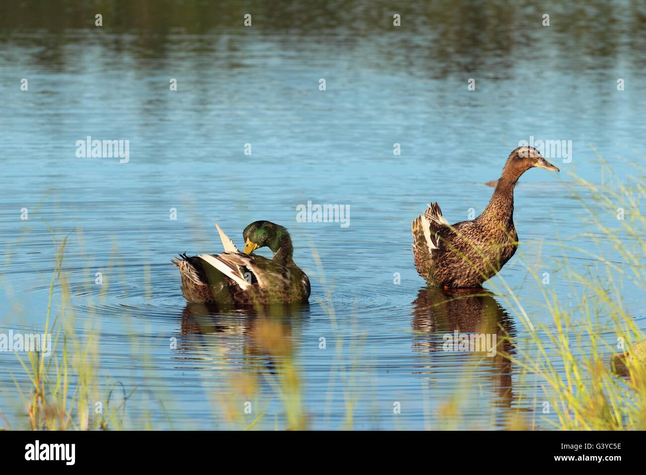 Pair of wild ducks resting on the water Stock Photo