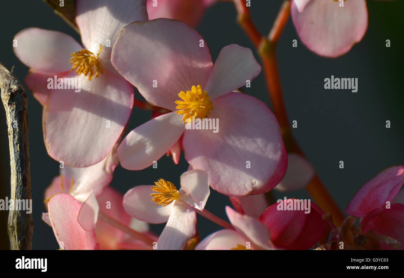Pink Begonia flowers Stock Photo