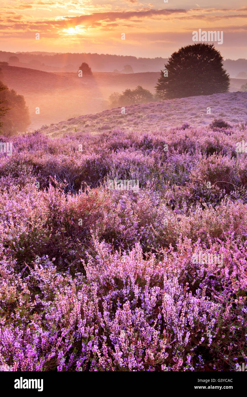 Endless hills with blooming heather at sunrise. Photographed at the Posbank in The Netherlands. Stock Photo