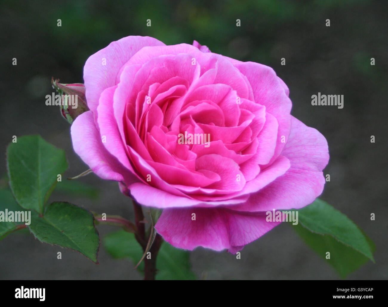 Highdown garden rose hi-res stock photography and images - Alamy