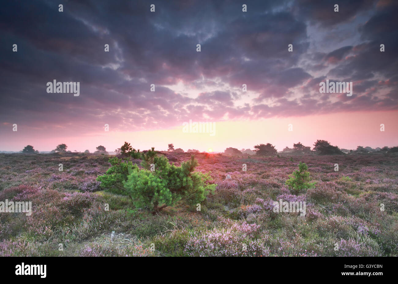 Beautiful sunset purple sky hi-res stock photography and images - Alamy