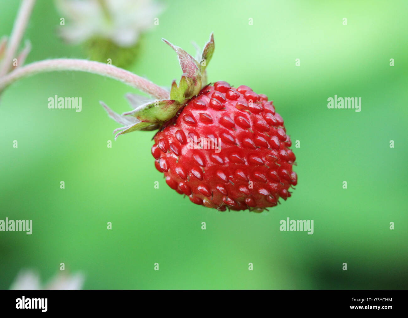 Closeup of a wild strawberry - macro photo Fragaria vesca Stock Photo