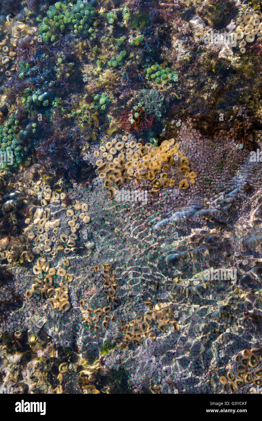 Closeup of Zoanthids on the rocks in the inter-tidal zone in the vicinity of Xai Xai, Mozambique Stock Photo