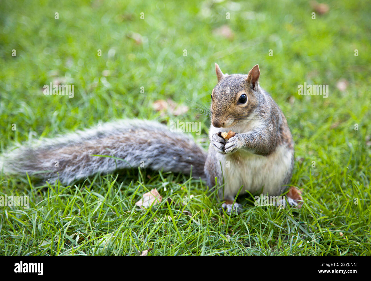 The close view of a squirrel with a nut in Boston Common park. Stock Photo
