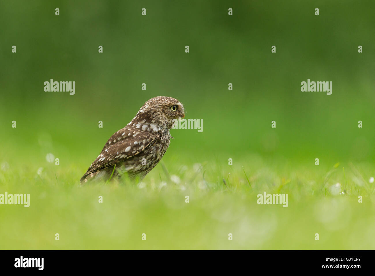 Little Owl UK (Athene Noctua) UK Stock Photo Alamy