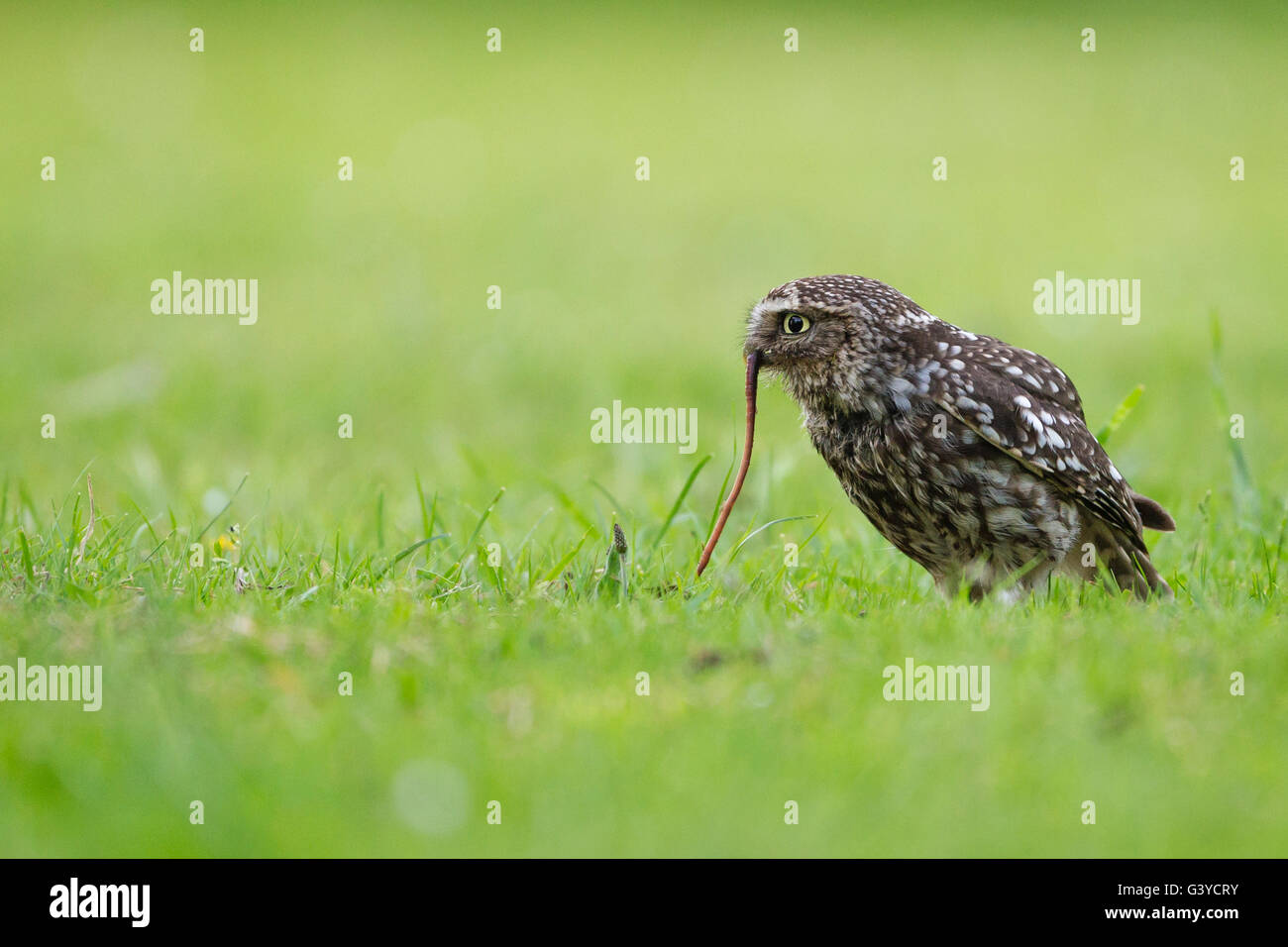 Little Owl UK (Athene Noctua) UK Stock Photo Alamy