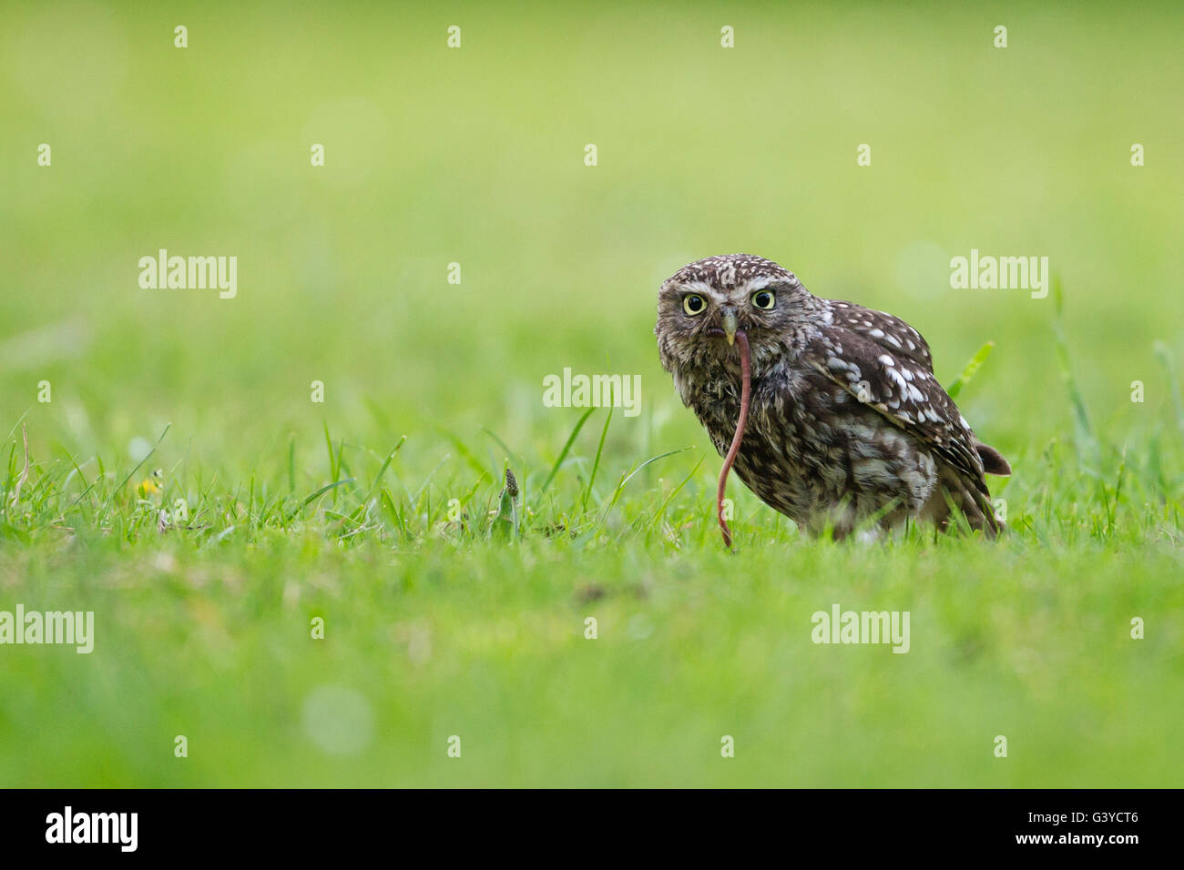Little Owl UK (Athene Noctua) - UK Stock Photo