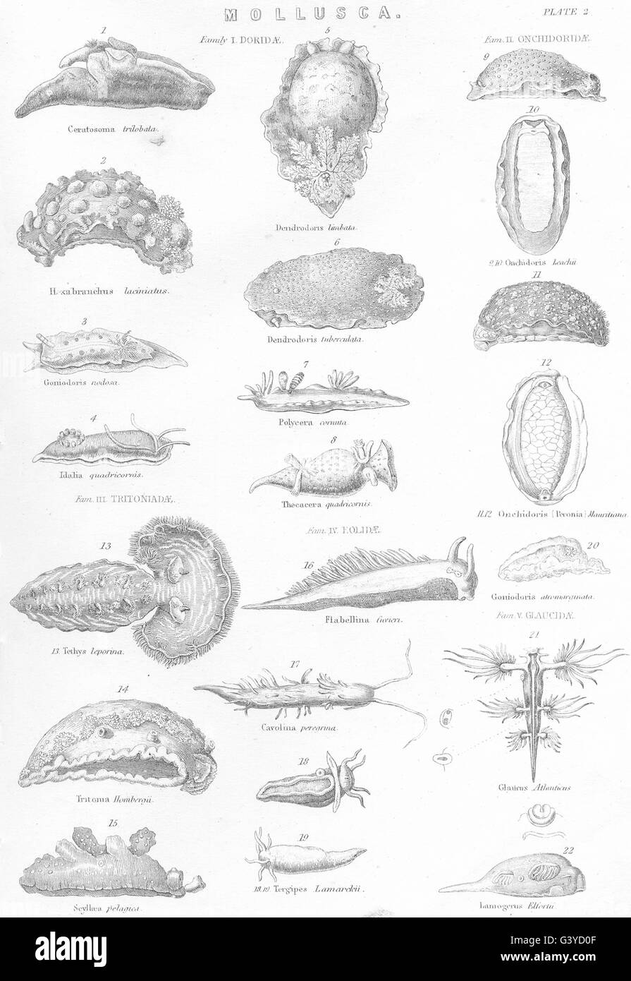 MOLLUSCA: Doridae; Ceratosoma trilobata; Hexabranchus; Dendrodoris limbata, 1800 Stock Photo