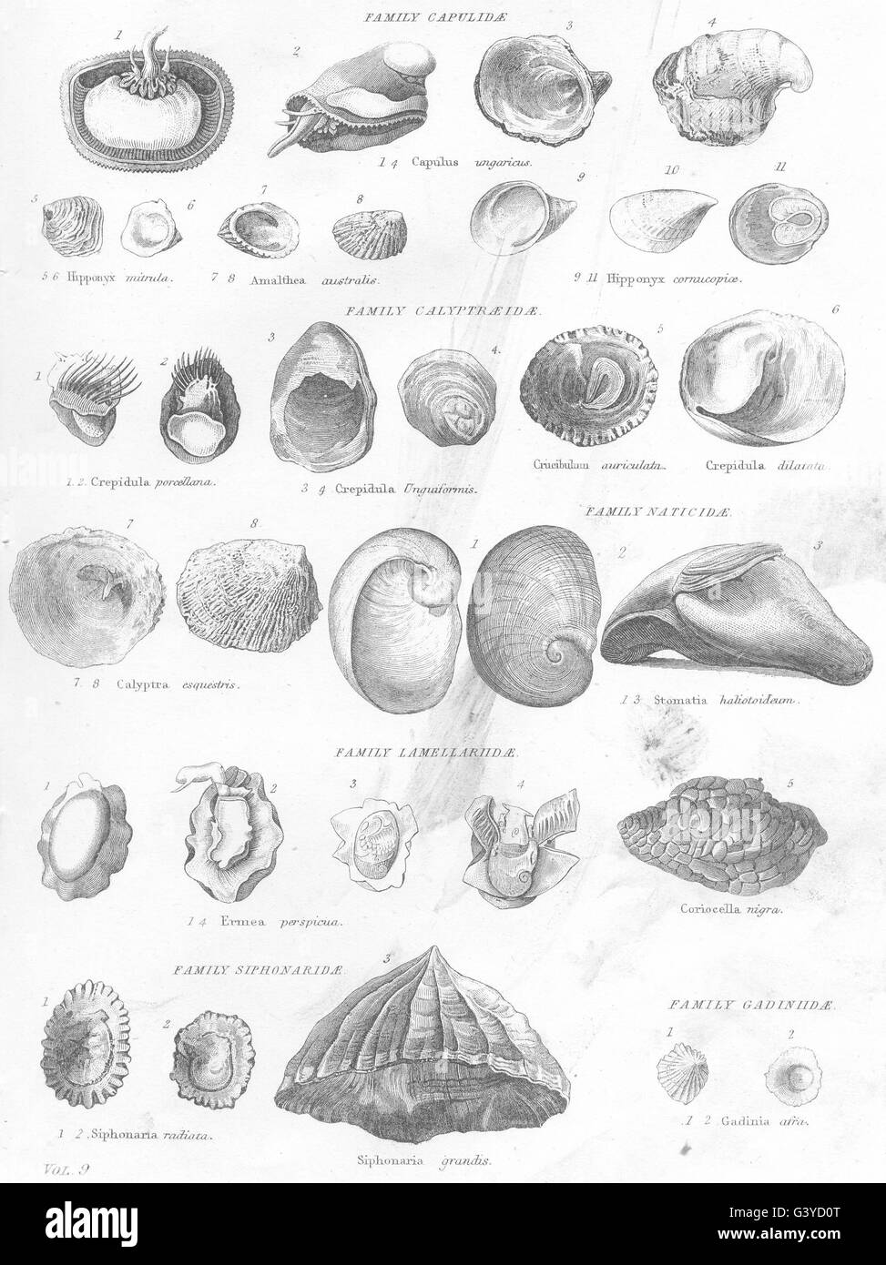 MOLLUSCA:Capulidae;Capulus ungaricus;Hipponyx mitrula;Crepidula Porcellana, 1800 Stock Photo