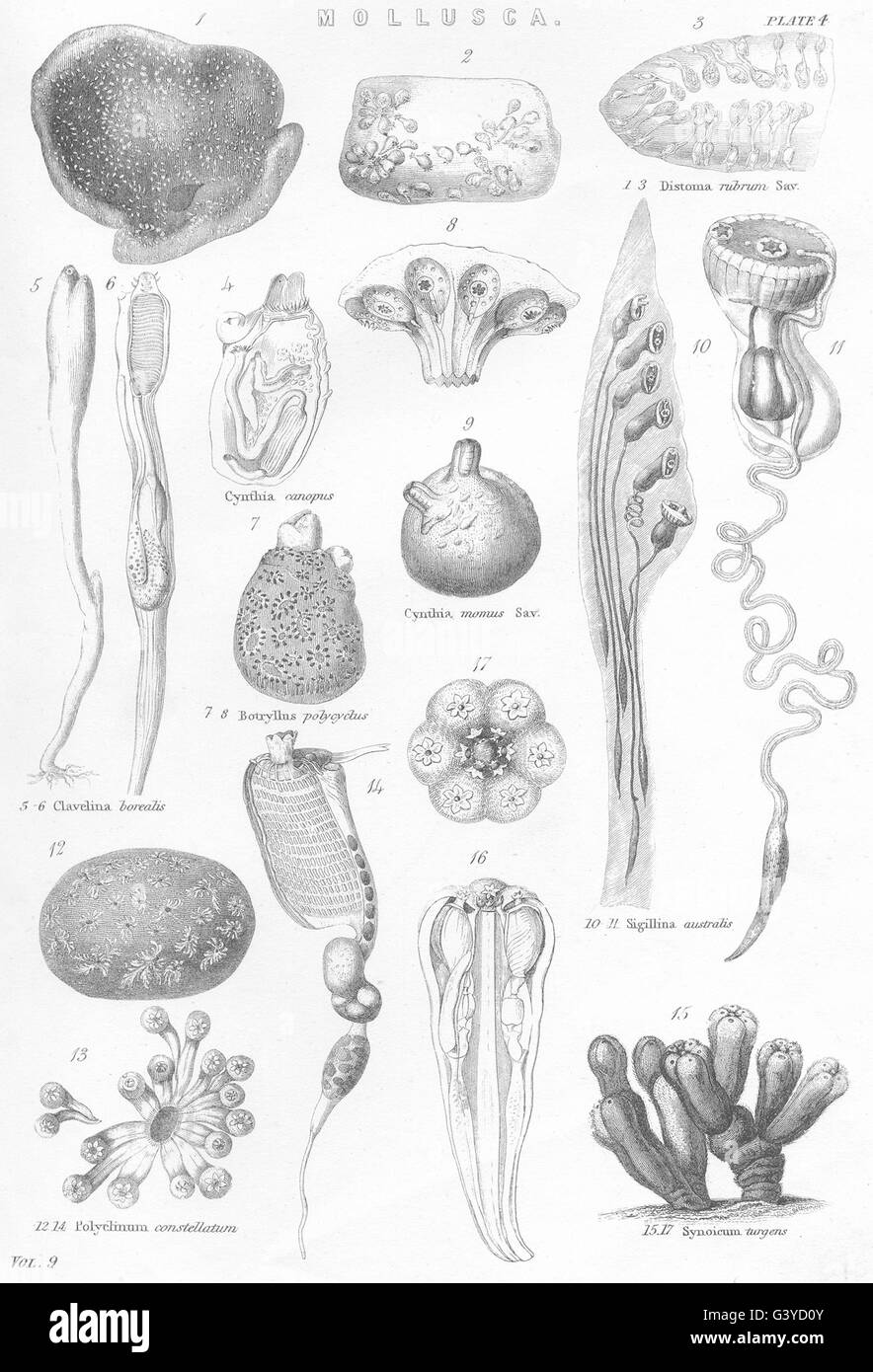 MOLLUSCA:Distoma rubrum sav;Cynthia canopus;Clavelina borealis;Botryllus, 1800 Stock Photo