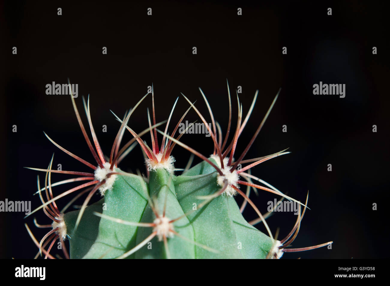 The perfection of cactus needles Stock Photo Alamy