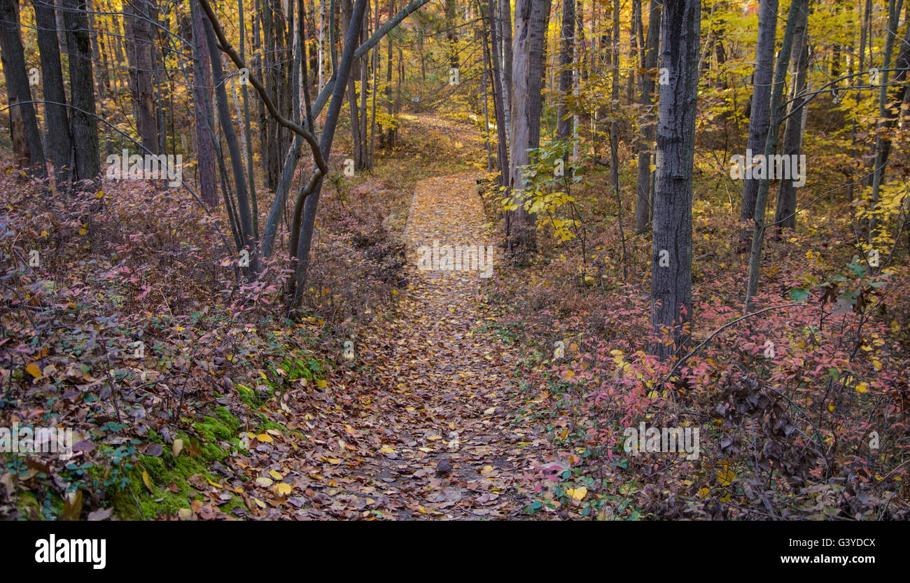 Winding Forest Path Through An Autumn Woodlands. Huron County Arboretum. Port Austin, Michigan. Stock Photo