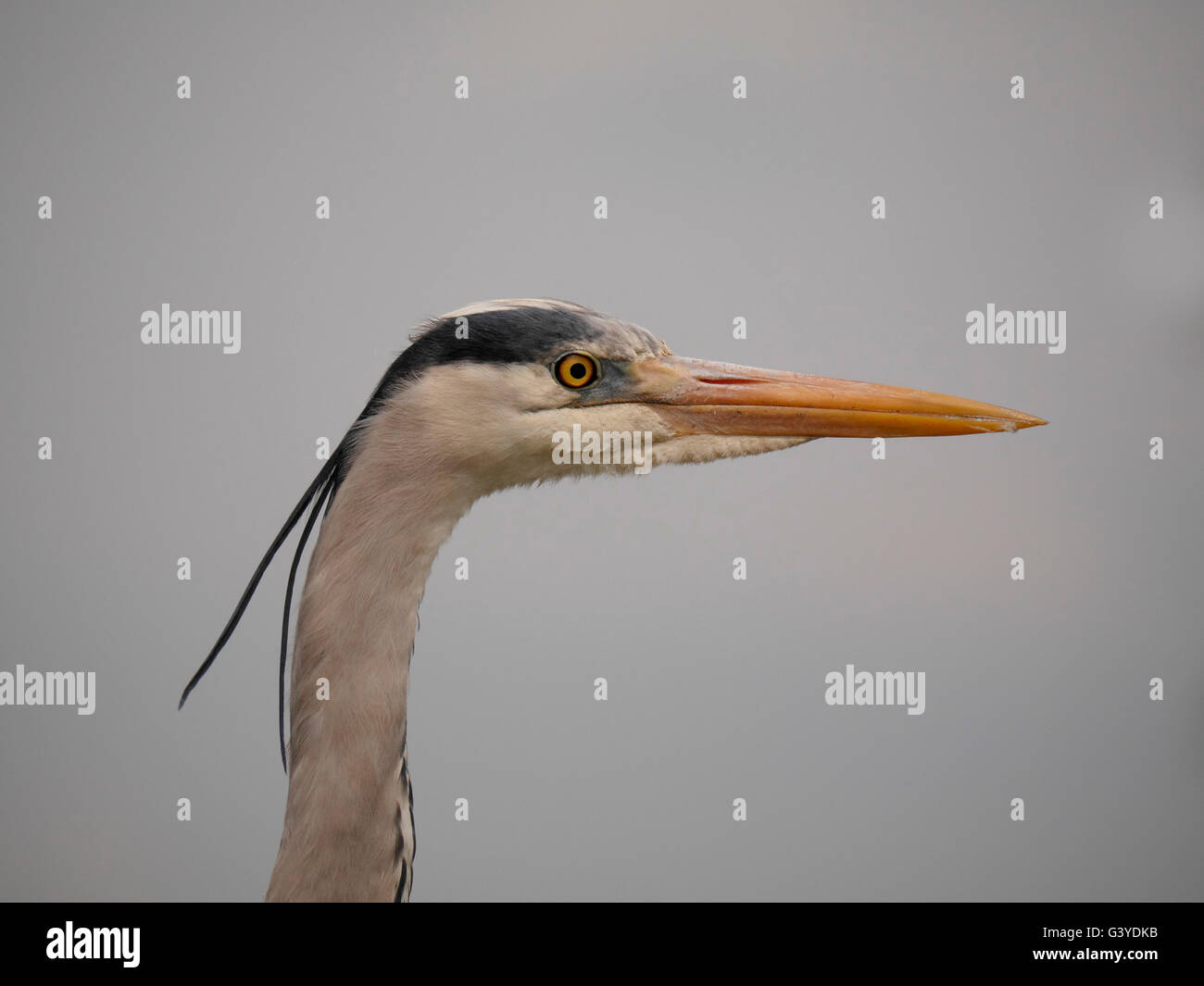 Grey heron, Ardea cinerea,  single bird head shot, Hungary, May 2016 Stock Photo
