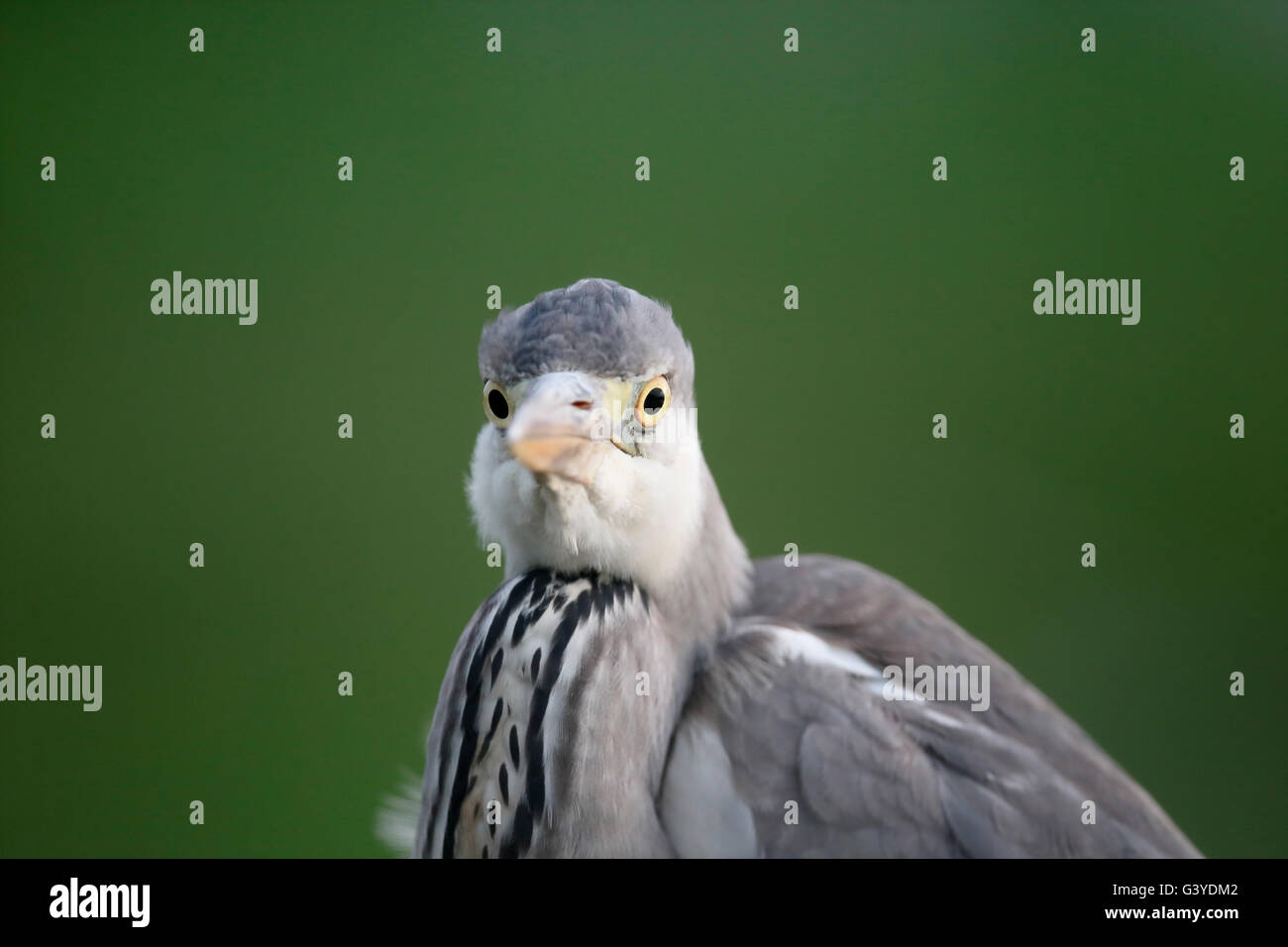 Grey heron, Ardea cinerea,  single bird head shot, Hungary, May 2016 Stock Photo