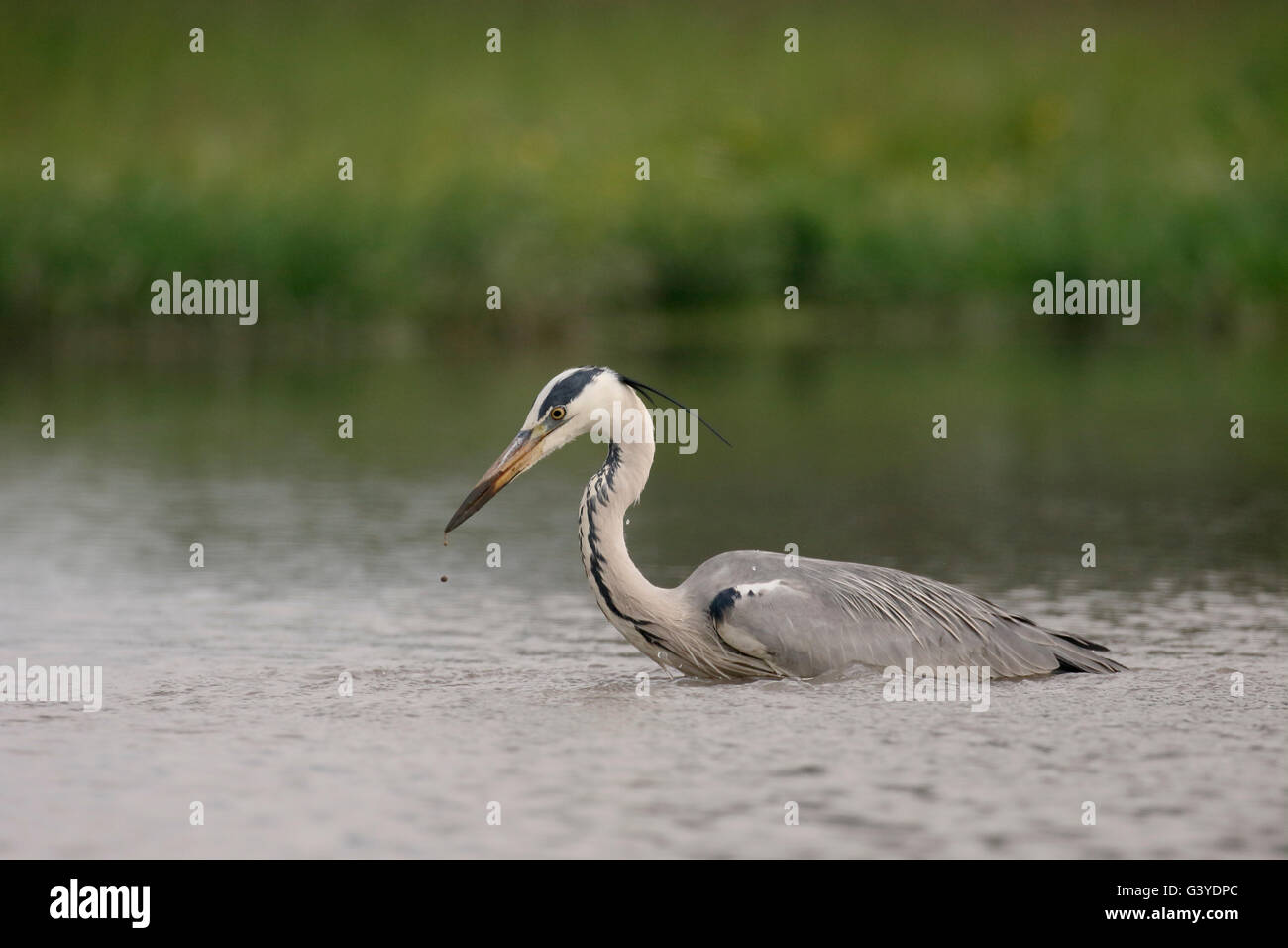 Grey heron, Ardea cinerea,  single bird in water, Hungary, May 2016 Stock Photo