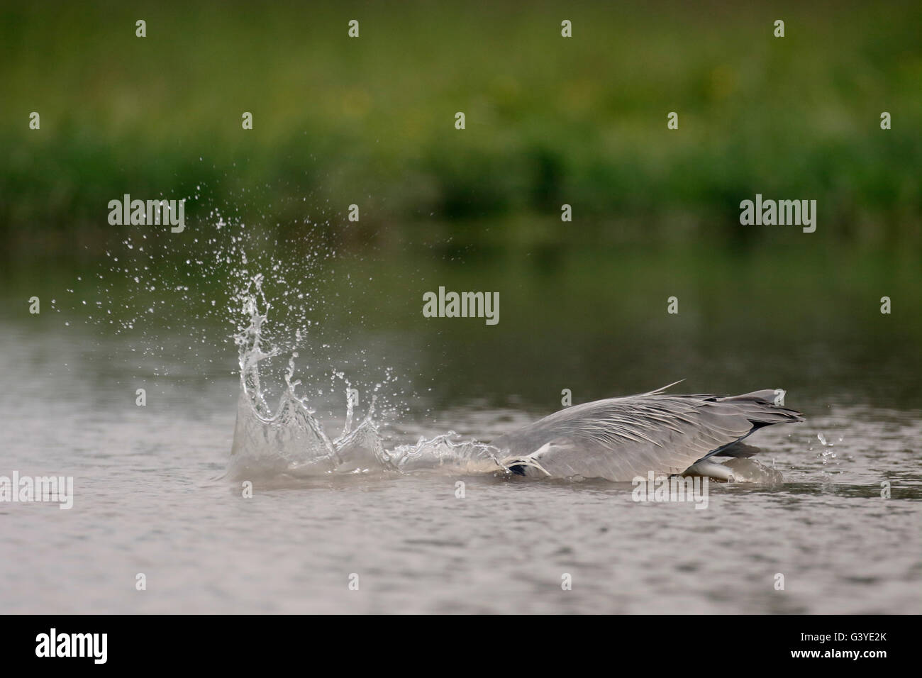 Grey heron, Ardea cinerea,  single bird in water, Hungary, May 2016 Stock Photo