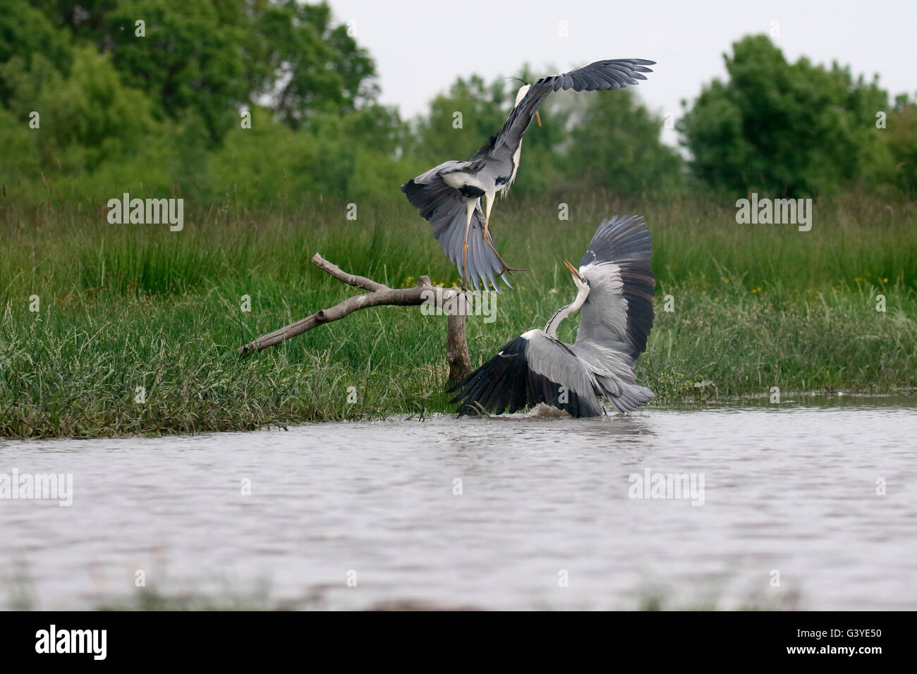 Grey heron, Ardea cinerea,  two birds fighting, Hungary, May 2016 Stock Photo