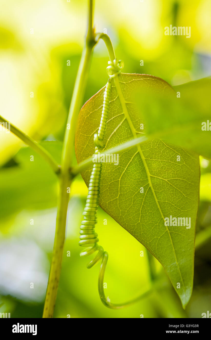 tendril of a creeper plant holding a leaf Stock Photo Alamy