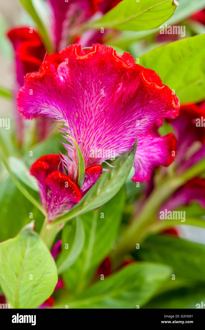 Red Crested Celosia flower and leaves Stock Photo