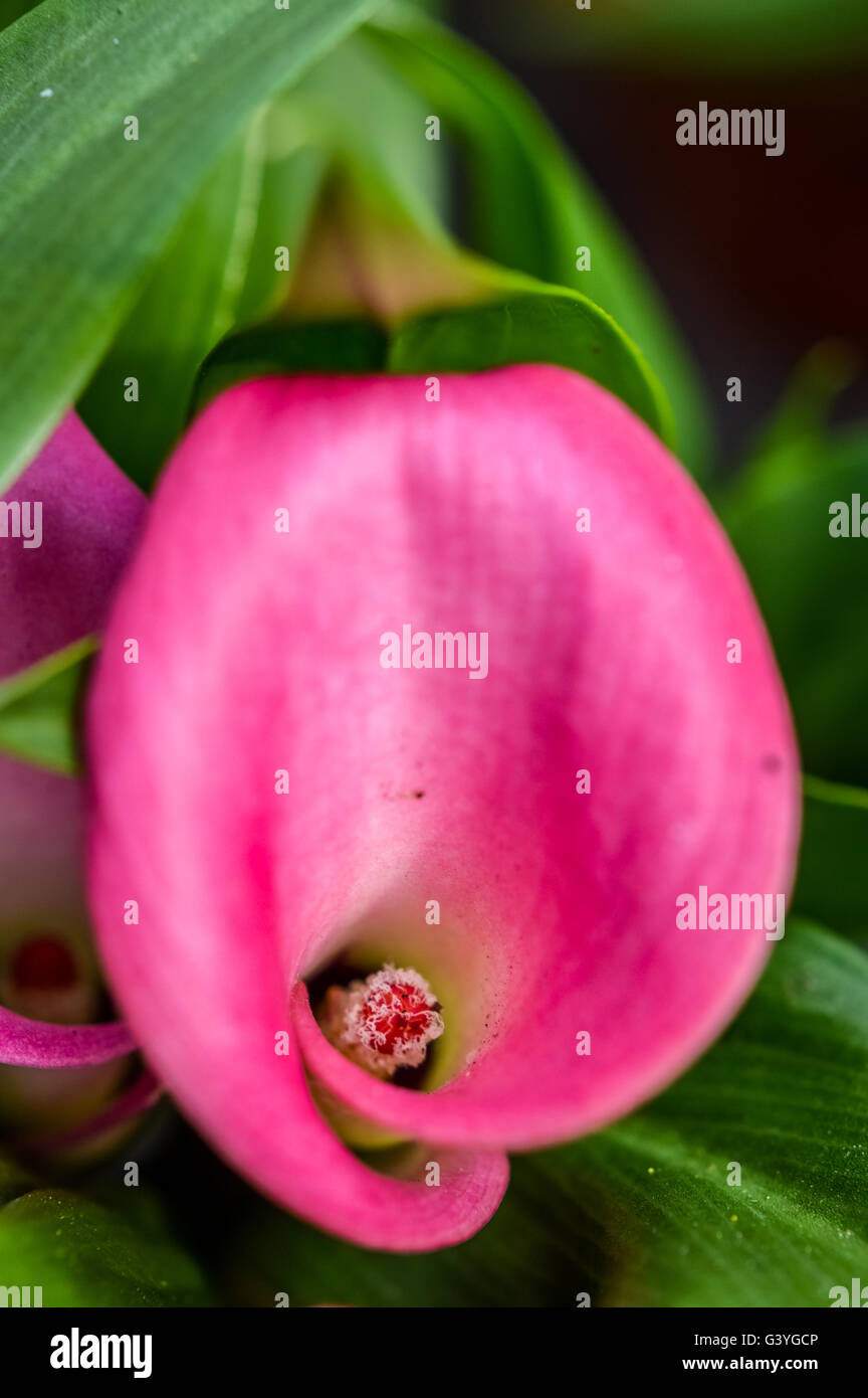 Pink calla lily hires stock photography and images Alamy