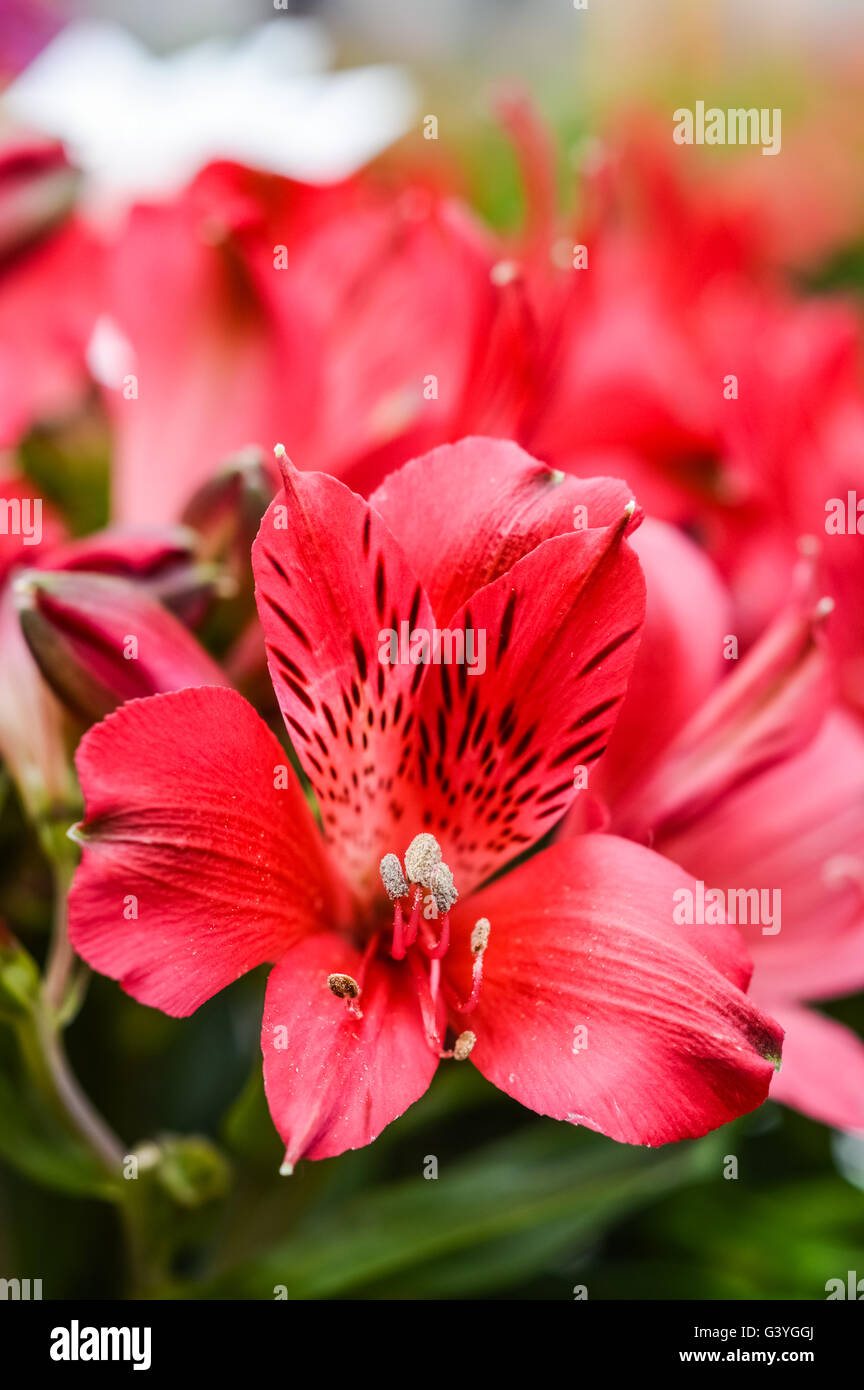 beautiful red magenta Alstroemeria flower Stock Photo