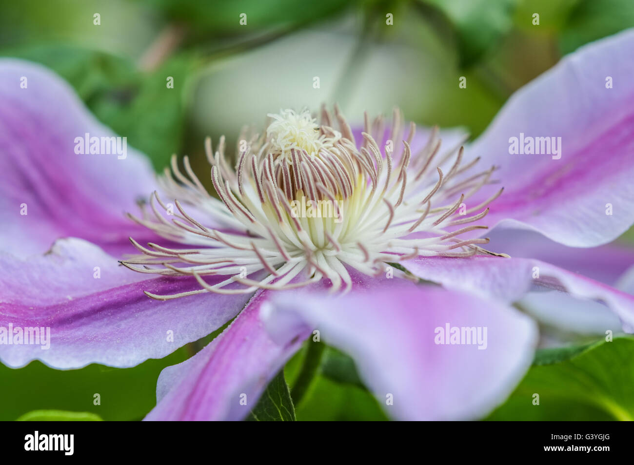 striped pink and purple clematis flower Stock Photo Alamy