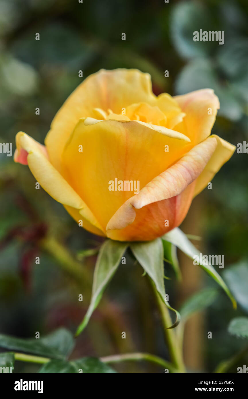 beautiful yellow rose close up Stock Photo Alamy