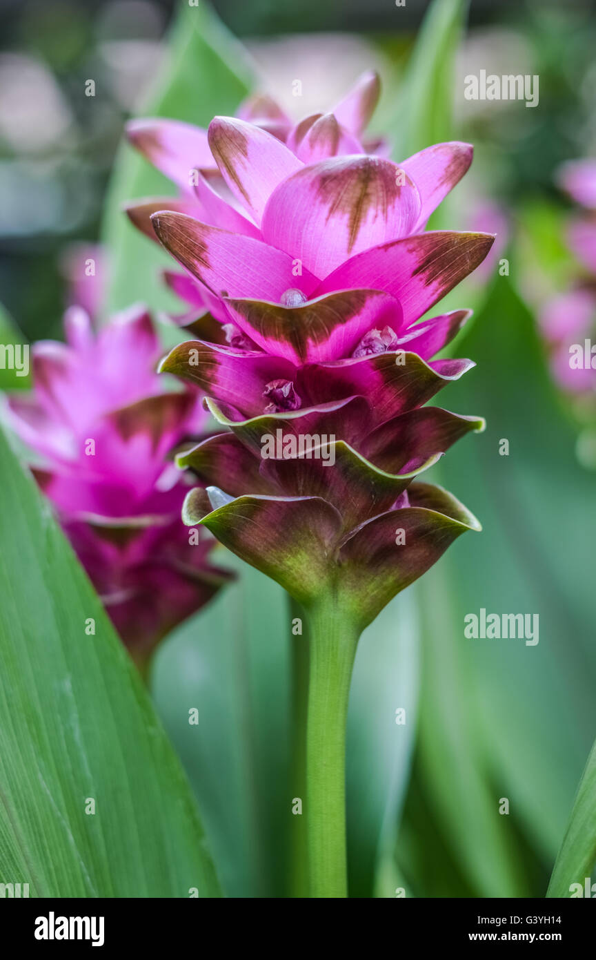 curcuma flower close up Stock Photo Alamy