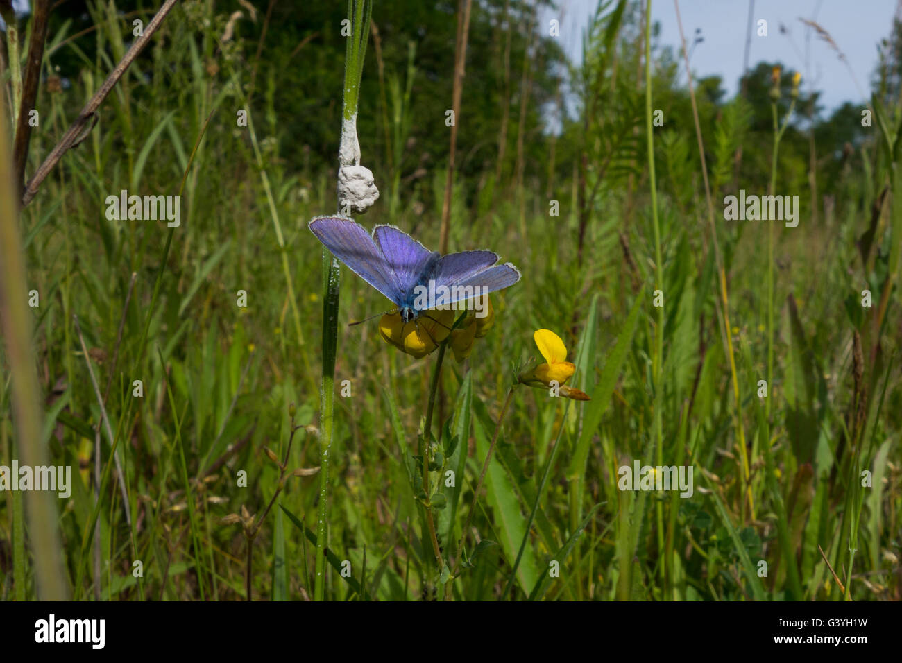 Blue - violet butterfly on yellow flower on a summer day in Germany. Stock Photo