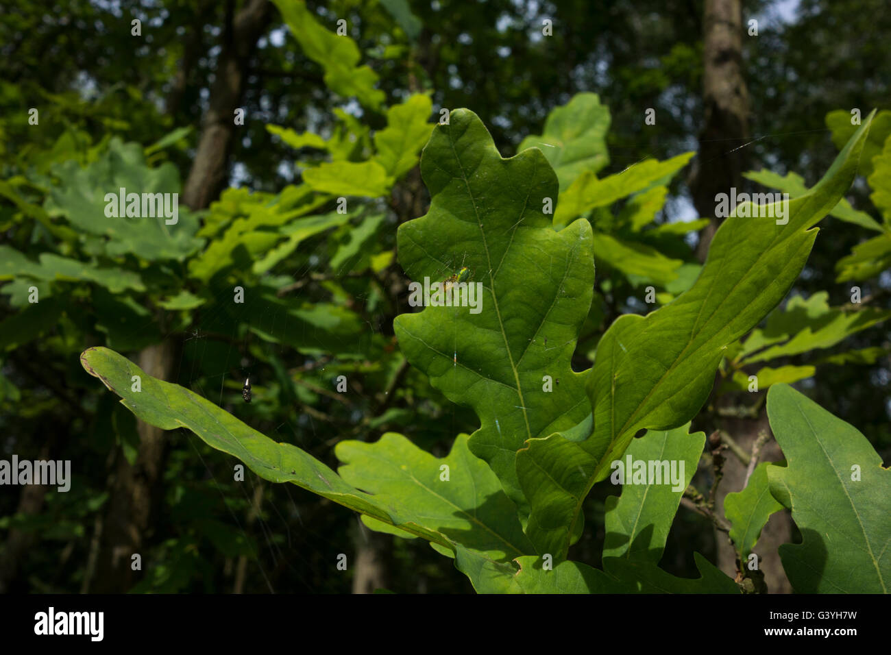 Cucumber green spider (Araniella cucurbitina) between leaves, Germany. Stock Photo