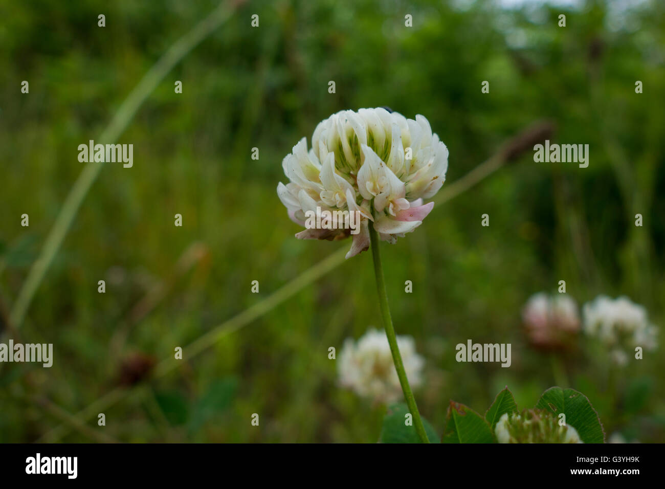 White clover, Trifolium repens, in a field in Germany. Stock Photo