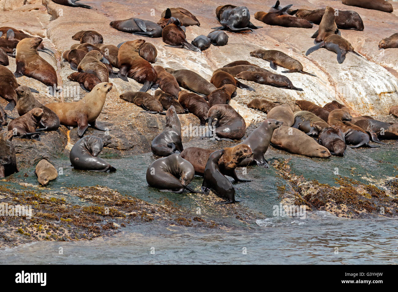 Brown (Cape) fur seal (Arctocephalus pusillus) colony on coastal rocks, South Africa Stock Photo