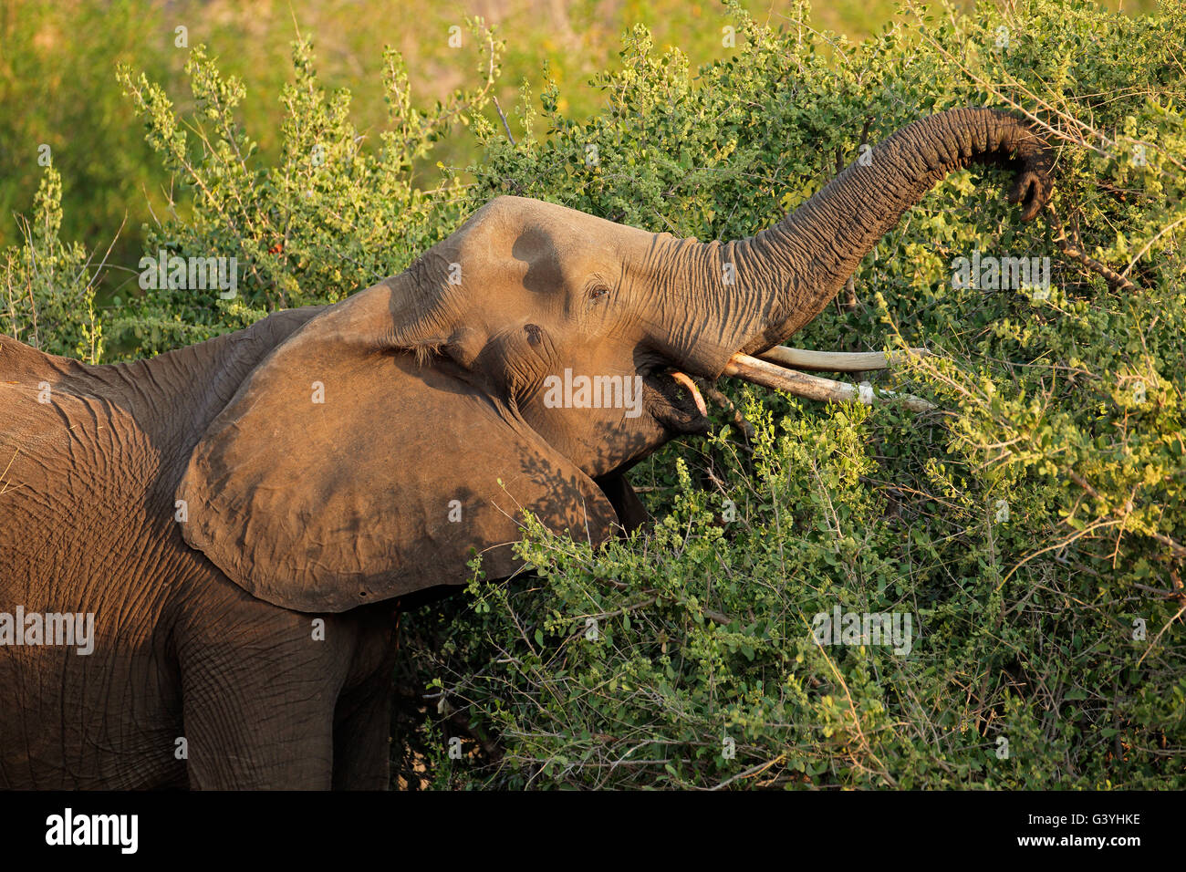 African elephant (Loxodonta africana) feeding on a tree, Kruger National Park, South Africa Stock Photo