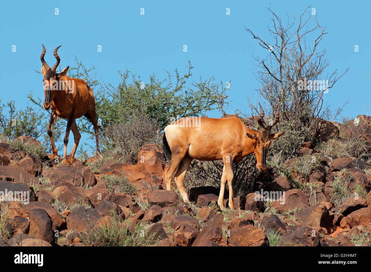 Hartebeest antelopes hi-res stock photography and images - Alamy