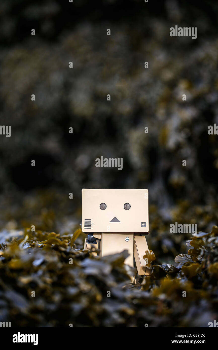 A Danbo Danboard fictional Robot Character hiding in amongst seaweed on a rocky beach Stock Photo