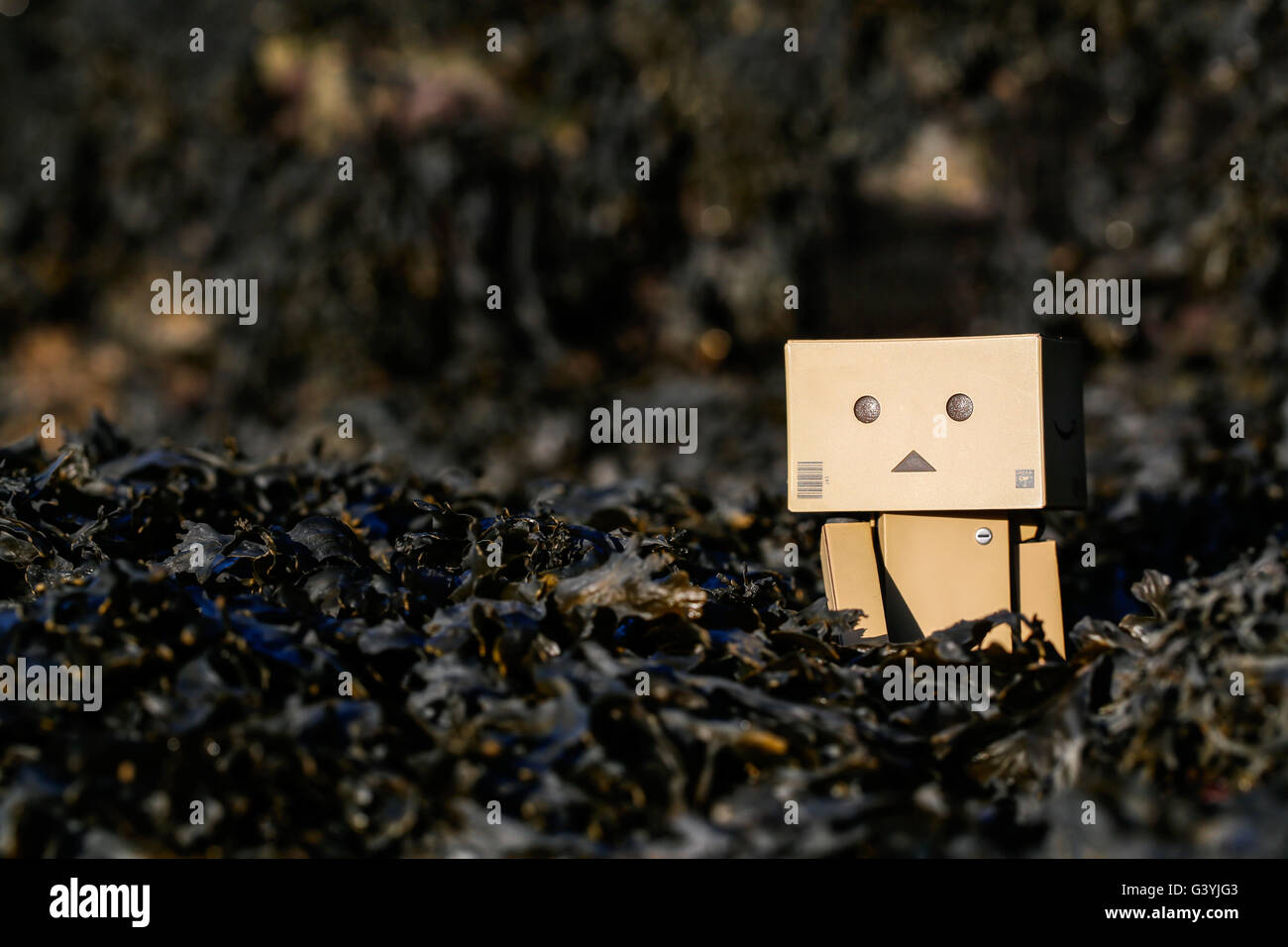 A Danbo Danboard fictional Robot Character walking through purple seaweed on a rocky beach Stock Photo