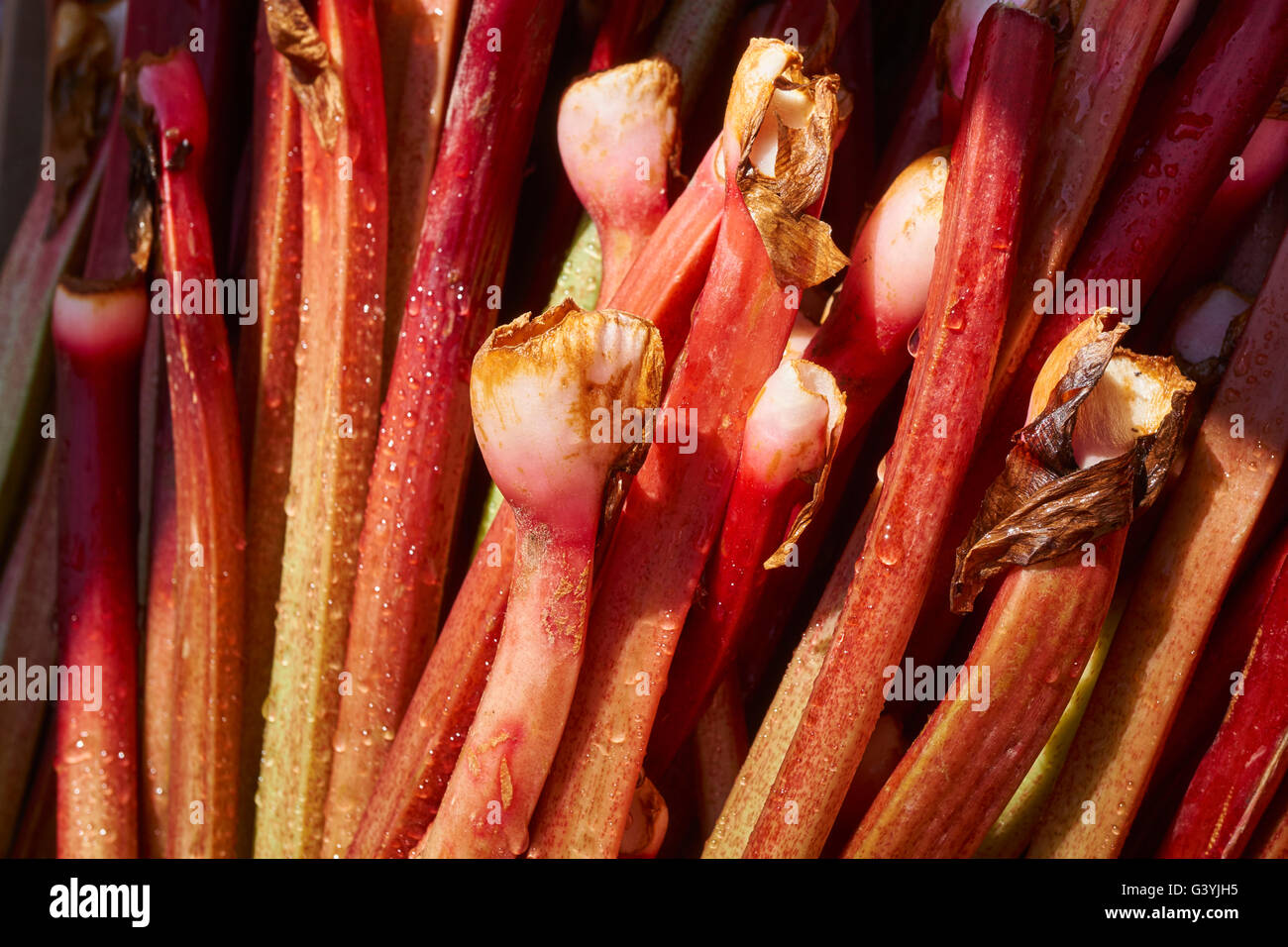 Fresh Rhubarb stalks at the Union Square Greenmarket in Manhattan, New York City, USA Stock Photo