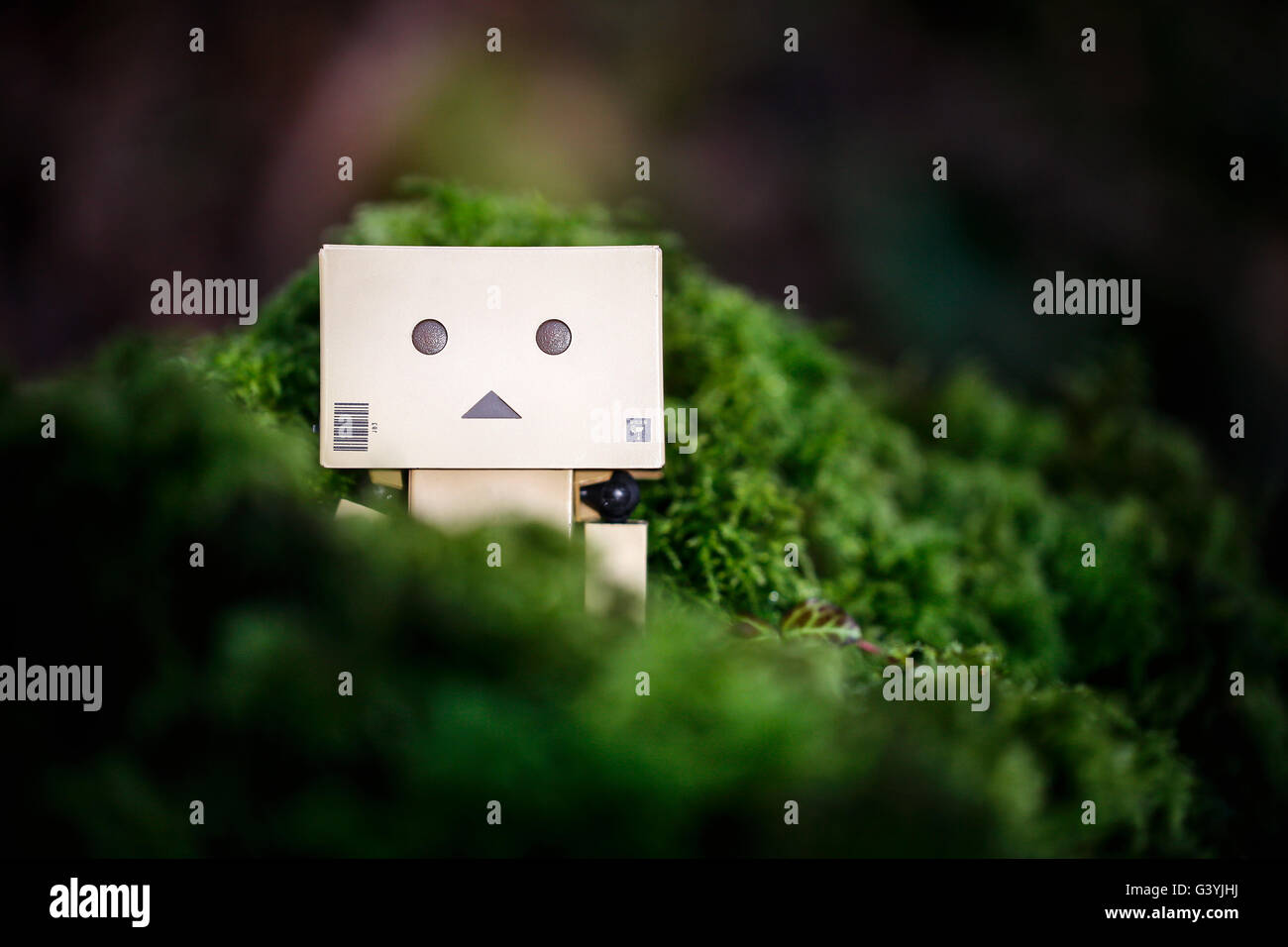 A Danbo Danboard Robot Character hiding amongst undergrowth and lichen in woodland. A fictional cardboard box robot character from Kiyohiko Azuma Stock Photo