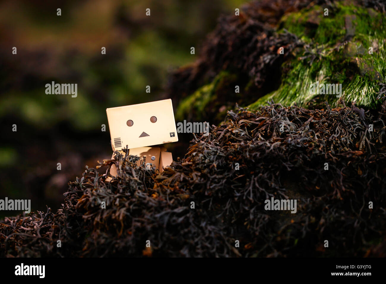 A Danbo Danboard fictional Robot Character hiding amongst seaweed on a rocky beach Stock Photo