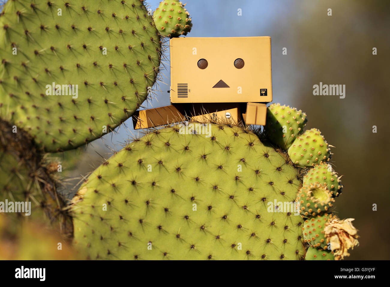 A Danbo Danboard fictional Robot Character hiding in amongst a cactus. is a fictional cardboard box robot character from Kiyohiko Azuma's manga series Stock Photo
