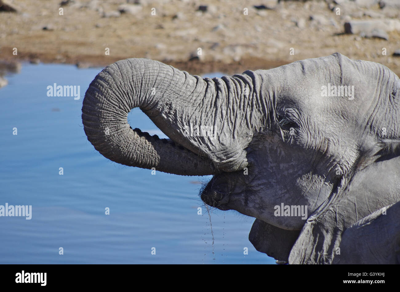Elephant Drinking Stock Photo
