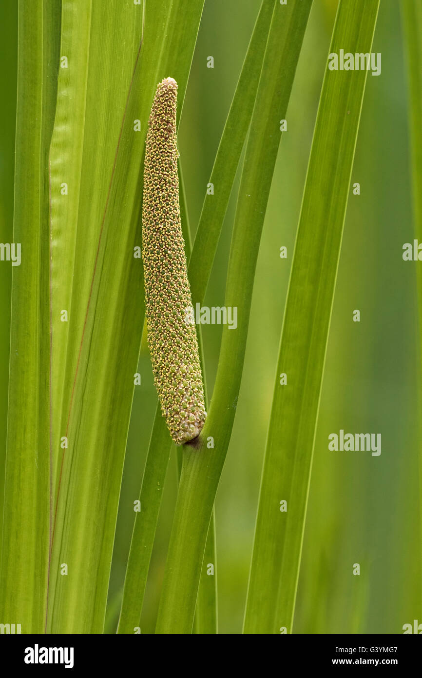 Sweet Flag (Acorus calamus) with spadix, Cambridgeshire, England Stock Photo